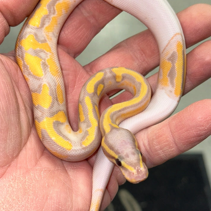 Banana Pied Ball Pythons Baby