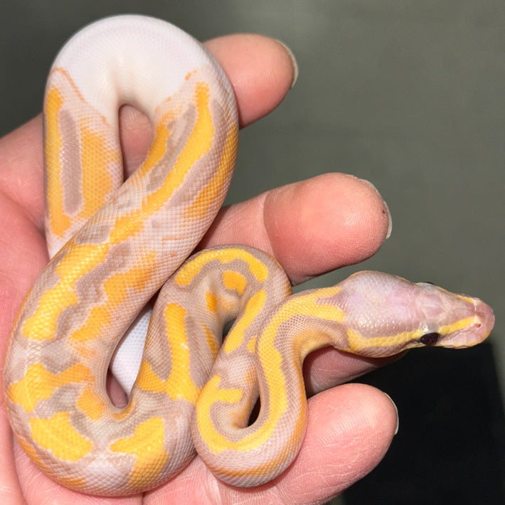 Banana Pied Ball Pythons Baby