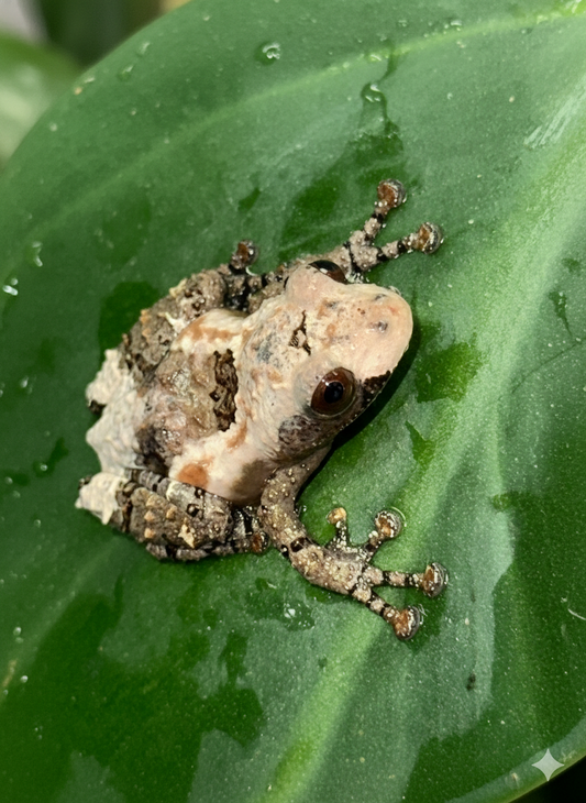 Bird Poop Mossy Frog - The Master of Deceptive Camouflage (Captive Bred)