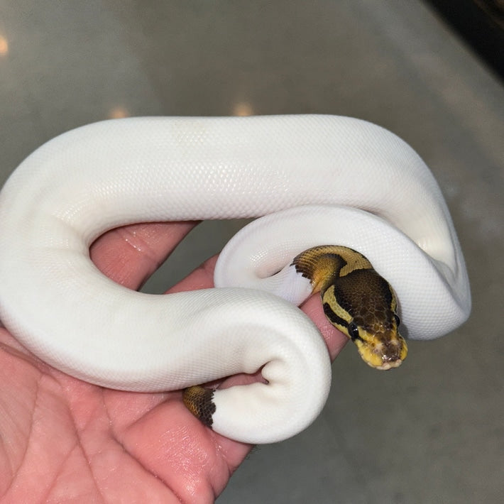 A Bold Python Black Pastel Pied Ball Python Juvenile | Bold Patterns & Gentle Nature ...