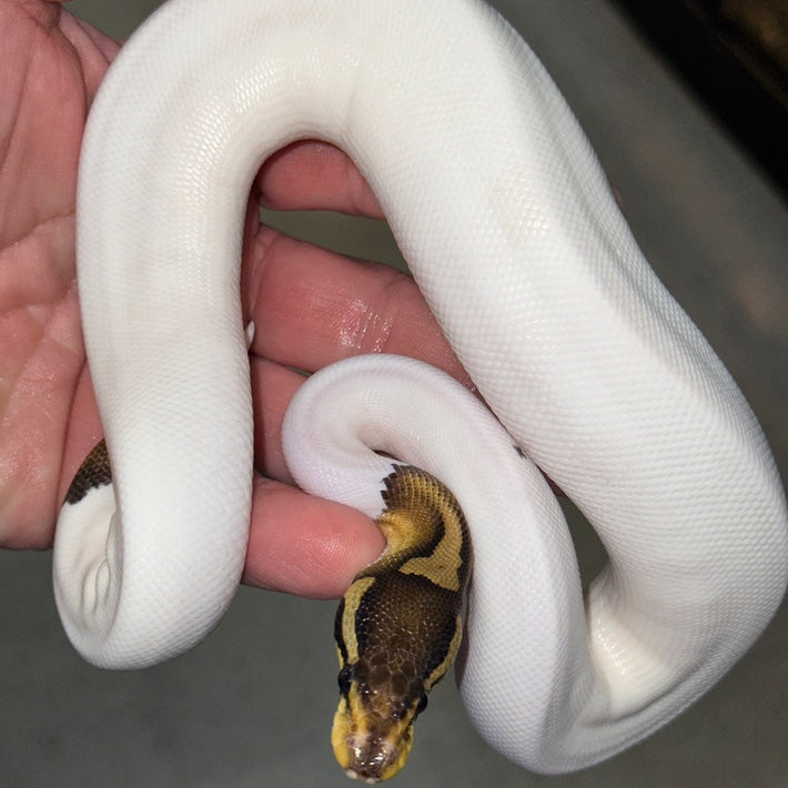 Black Pastel Pied Ball Pythons Juvenile