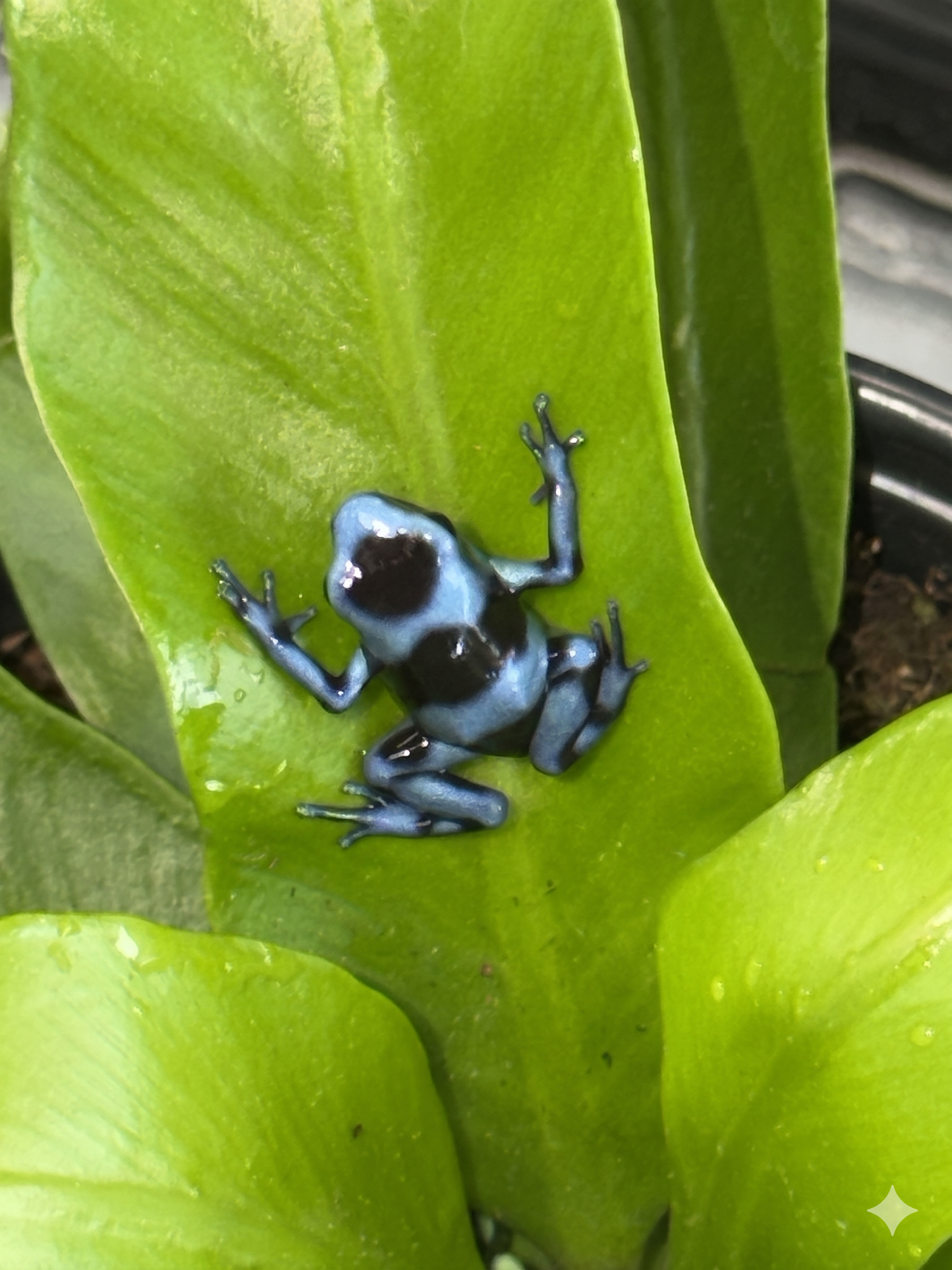 Blue and Black Auratus (Dendrobates auratus) – Sleek High-Contrast All-Star