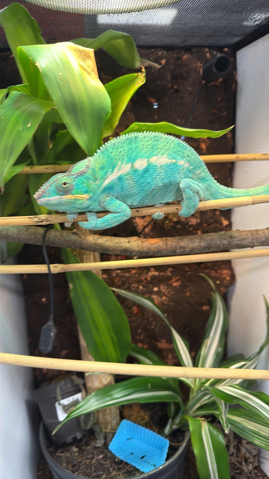 CB Nosy Be Panther Chameleon - The Classic Island Locale (Captive Bred)
