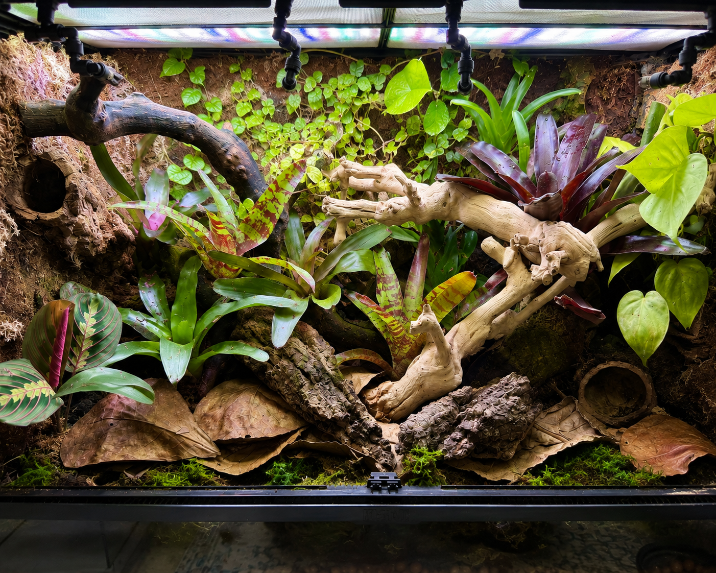No Soil Bioactive Plant Package – Curated for Your Vivarium