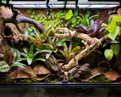 No Soil Bioactive Plant Package – Curated for Your Vivarium