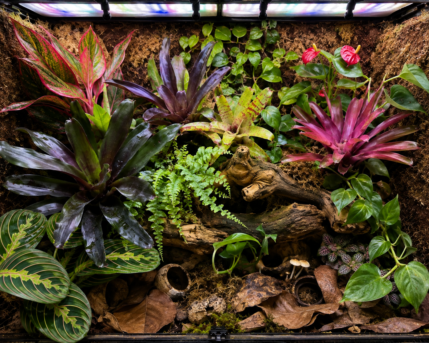 No Soil Bioactive Plant Package – Curated for Your Vivarium