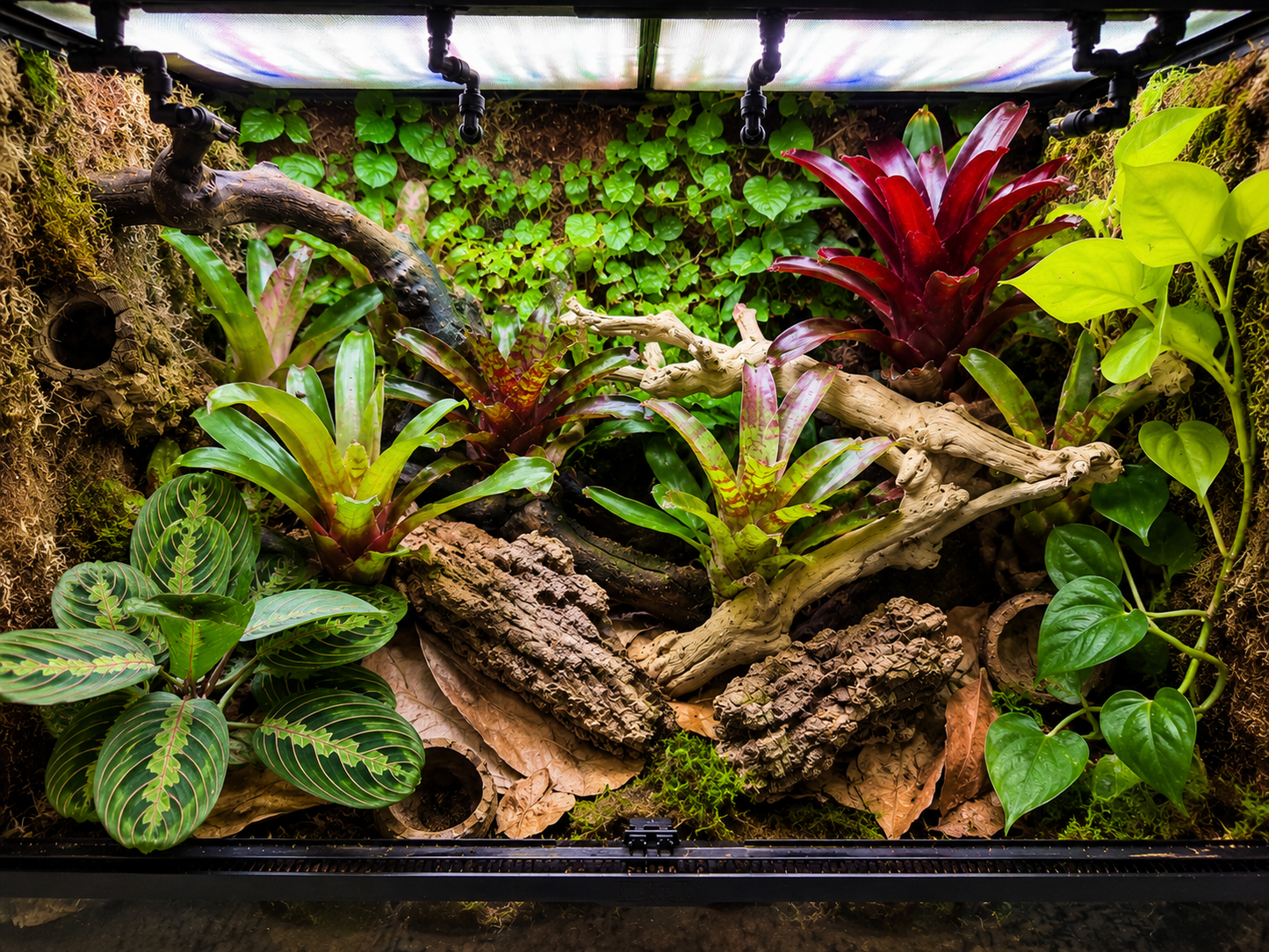 No Soil Bioactive Plant Package – Curated for Your Vivarium
