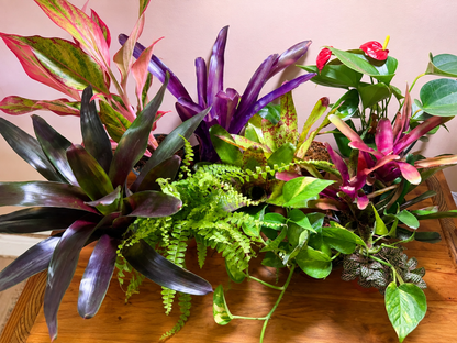 No Soil Bioactive Plant Package – Curated for Your Vivarium