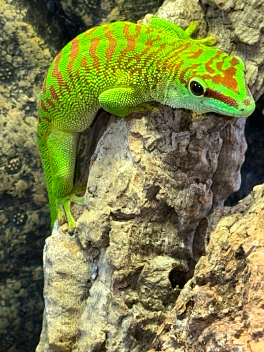 Crimson Giant Day Gecko (Phelsuma grandis) - The High-Red "Jewel" of Madagascar