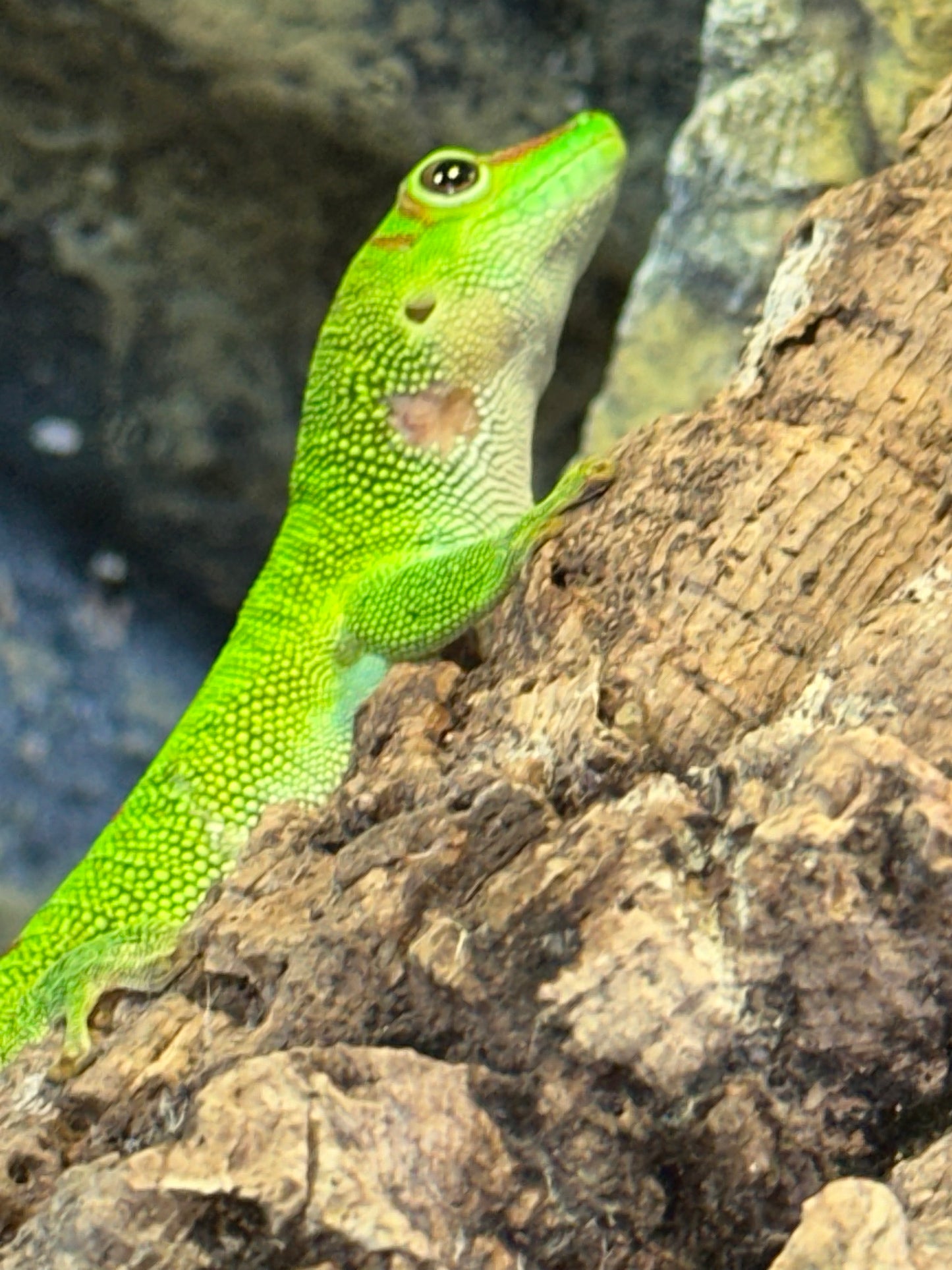Crimson Giant Day Gecko (Phelsuma grandis) - The High-Red "Jewel" of Madagascar