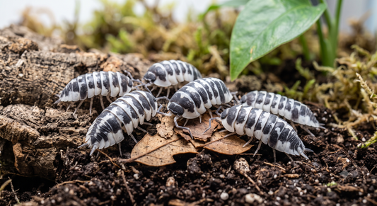Dairy Cow Isopods (Porcellio laevis)