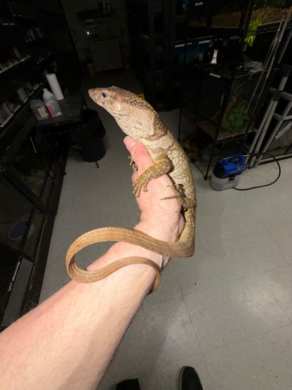 Dumeril’s Monitor (Varanus dumerilii) - The Specialized Crab-Eater (Captive Bred)