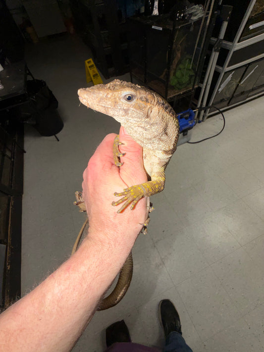 Dumeril’s Monitor (Varanus dumerilii) - The Specialized Crab-Eater (Captive Bred)