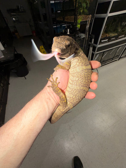 Dumeril’s Monitor (Varanus dumerilii) - The Specialized Crab-Eater (Captive Bred)