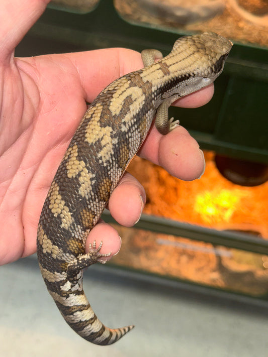 Eastern Blue Tongue Skink (Tiliqua scincoides scincoides) - The Iconic Australian Classic