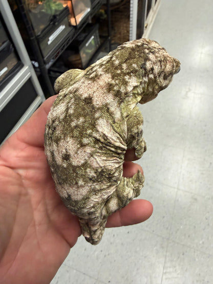 Hi-White New Caledonian Giant Gecko - The "Snow" King of Leachianus (Captive Bred)
