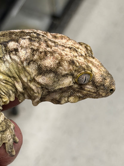 Hi-White New Caledonian Giant Gecko - The "Snow" King of Leachianus (Captive Bred)