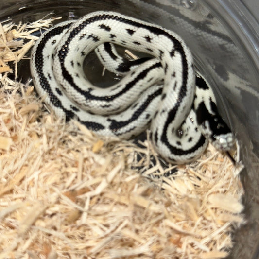 Hi-White California Kingsnake Baby