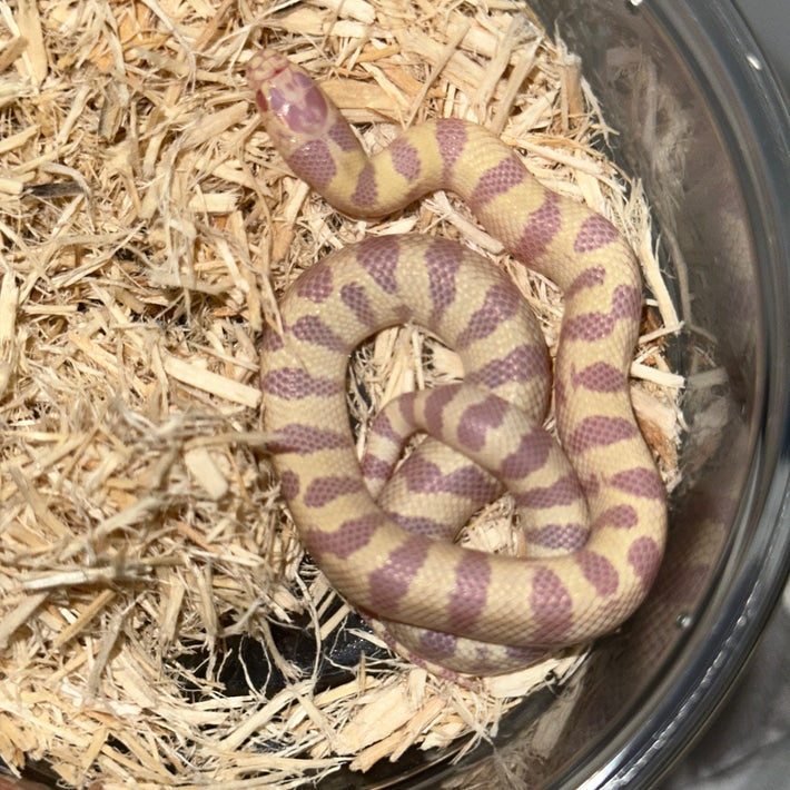 Hi Yellow Banded California Kingsnake Baby