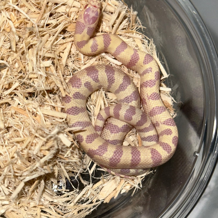 Hi Yellow Banded California Kingsnake Baby