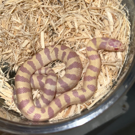 Hi Yellow Banded California Kingsnake Baby