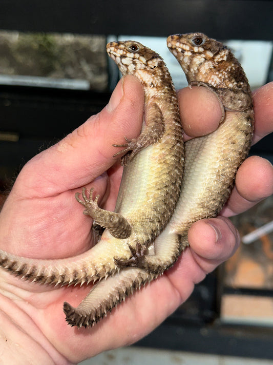 Hosmer’s Spiny-Tailed Skink (Egernia hosmeri) - The Australian "Rock Dragon"