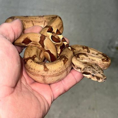 Hypo Jungle Boa Constrictors Baby