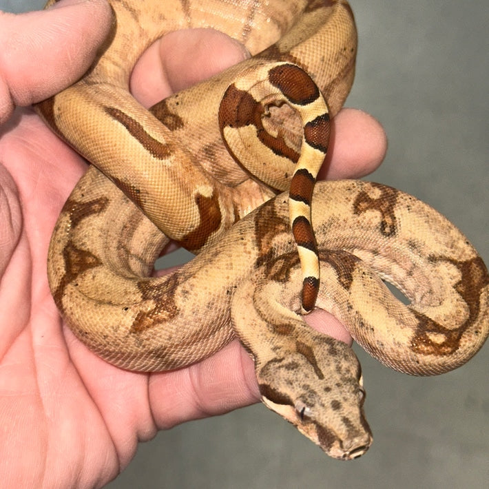 Hypo Jungle Boa Constrictors Baby