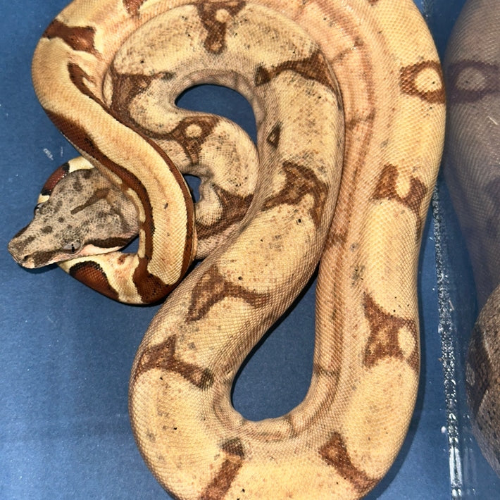 Hypo Jungle Boa Constrictors Baby