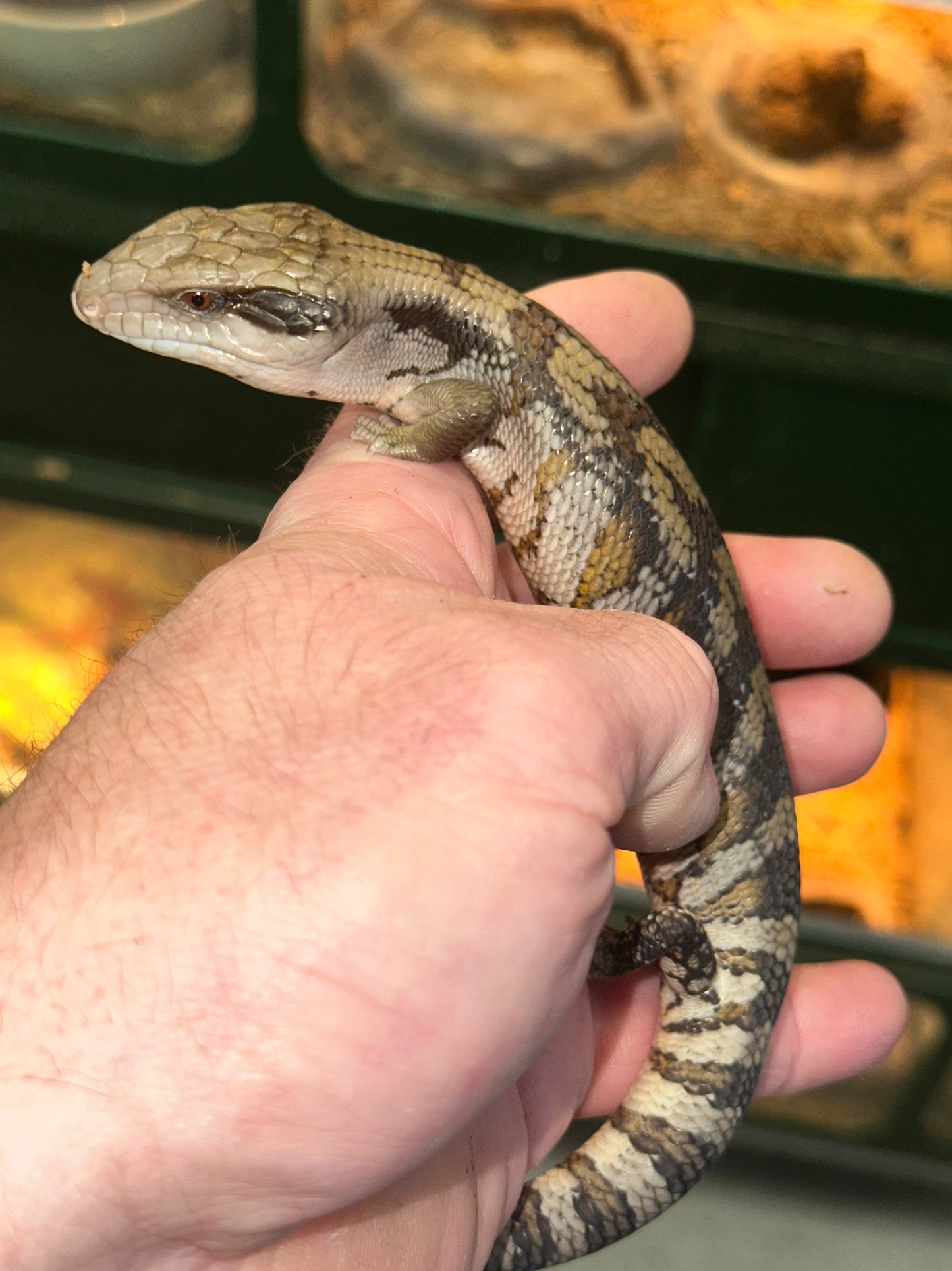 Eastern Blue Tongue Skink (Tiliqua scincoides scincoides) - The Iconic Australian Classic