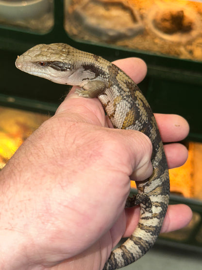 Eastern Blue Tongue Skink (Tiliqua scincoides scincoides) - The Iconic Australian Classic
