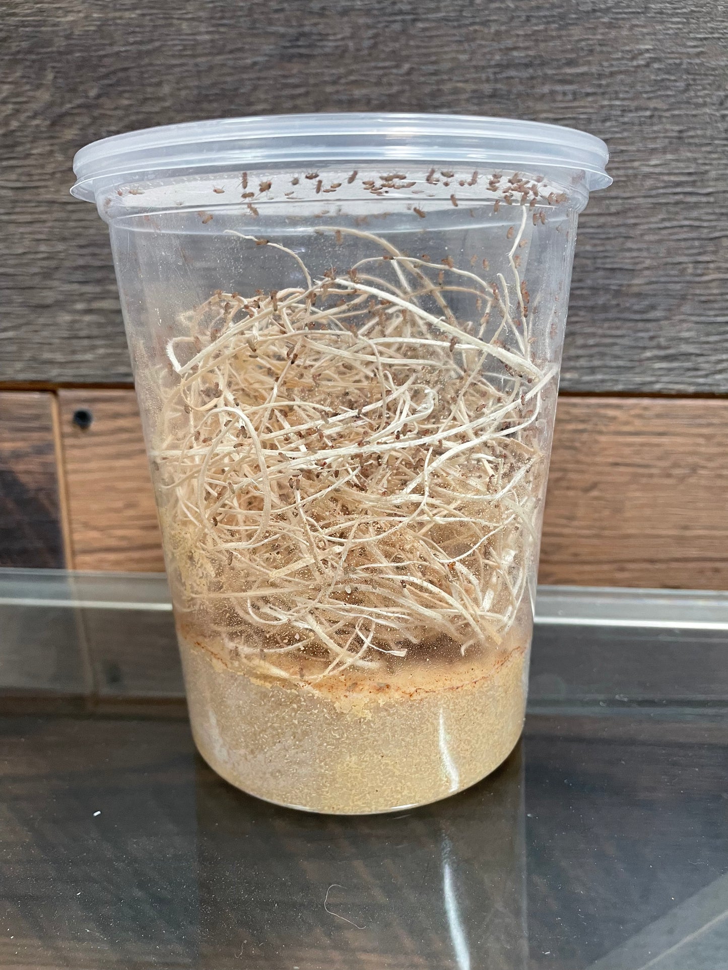 Fruit Flies (Drosophila Melanogaster) Wingless Culture - Freshly Started