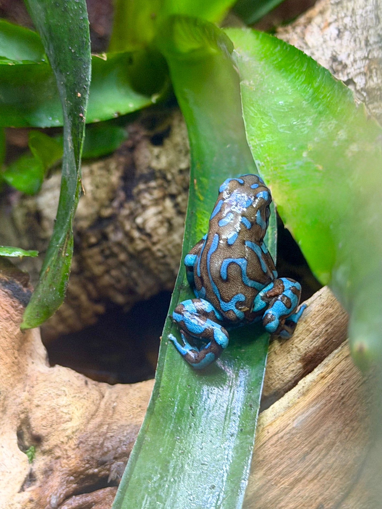 Highland Bronze Dart Frog (Dendrobates auratus) – Captive-Bred Beginner-Friendly MVP