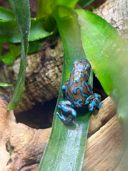 Highland Bronze Dart Frog (Dendrobates auratus) – Captive-Bred Beginner-Friendly MVP