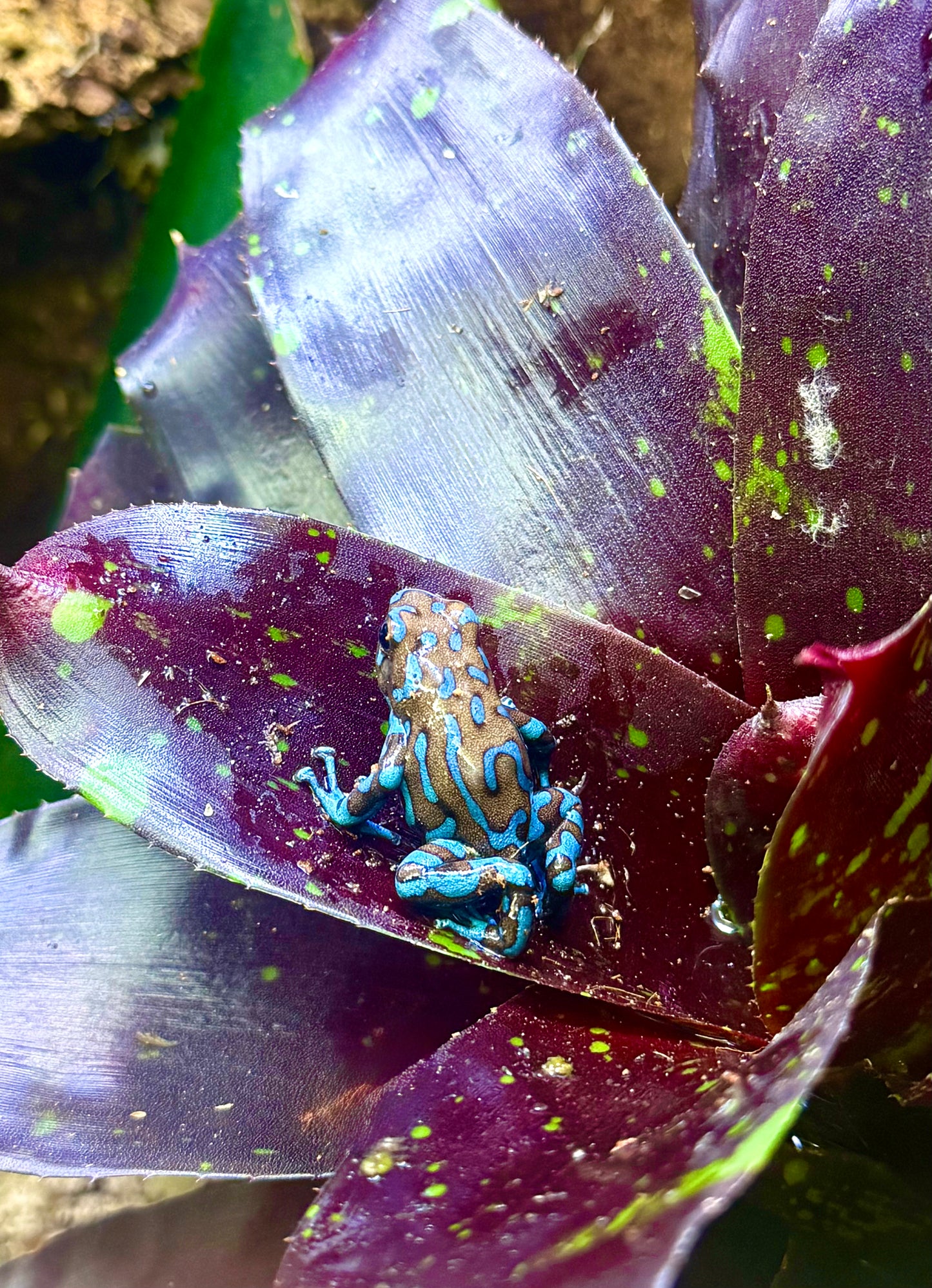 Highland Bronze Dart Frog (Dendrobates auratus) – Captive-Bred Beginner-Friendly MVP