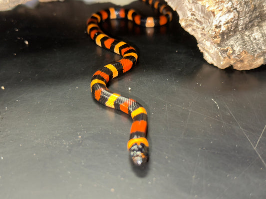Orange Pueblan Milk Snake - The Vibrant "Halloween" King (Captive Bred)