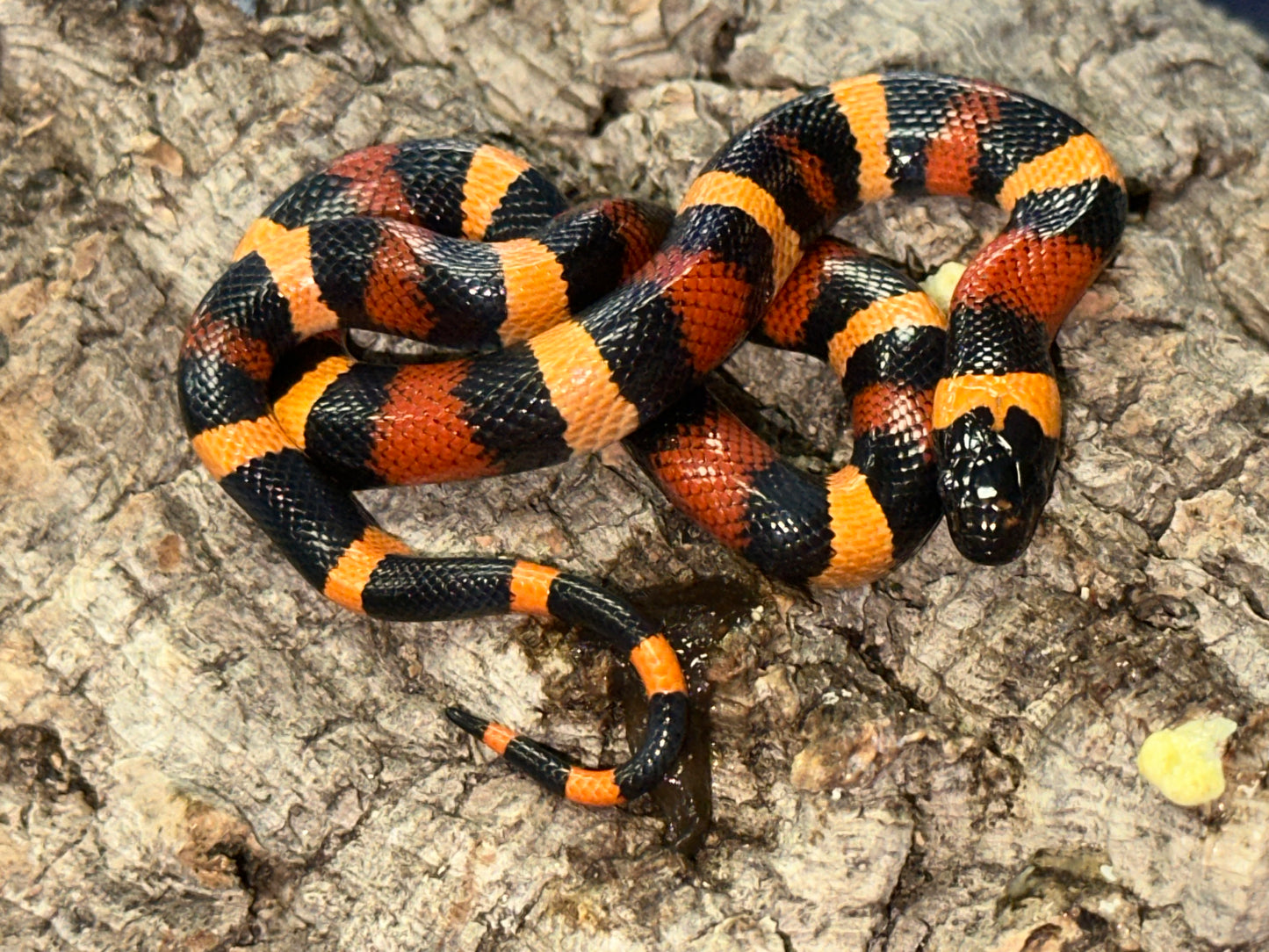 Orange Pueblan Milk Snake - The Vibrant "Halloween" King (Captive Bred)