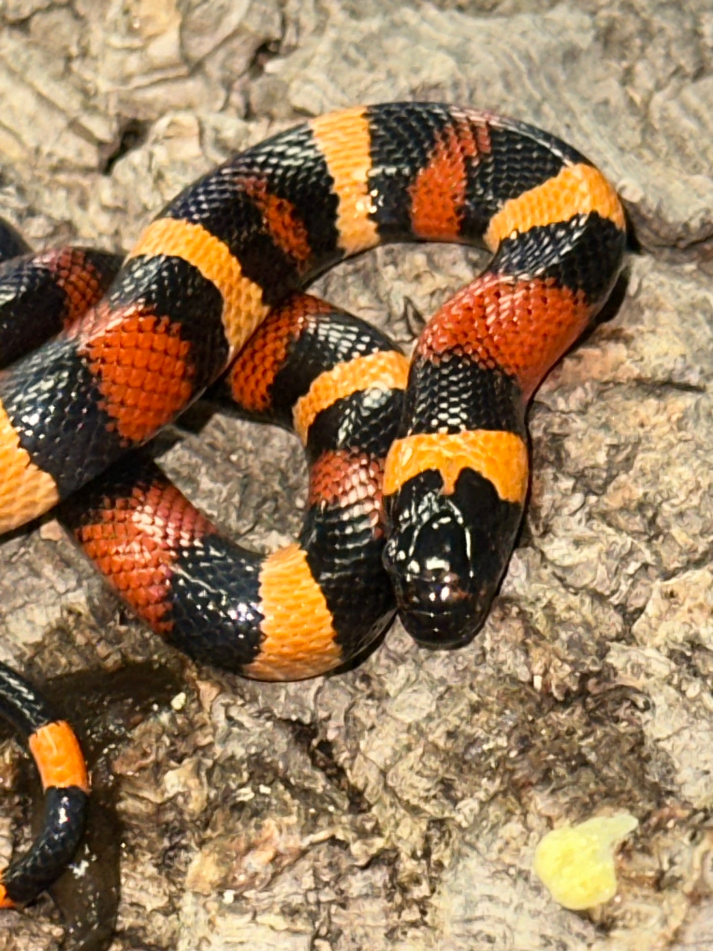 Orange Pueblan Milk Snake - The Vibrant "Halloween" King (Captive Bred)