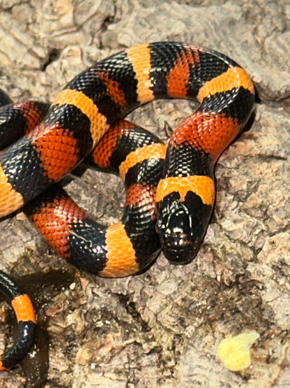 Orange Pueblan Milk Snake - The Vibrant "Halloween" King (Captive Bred)