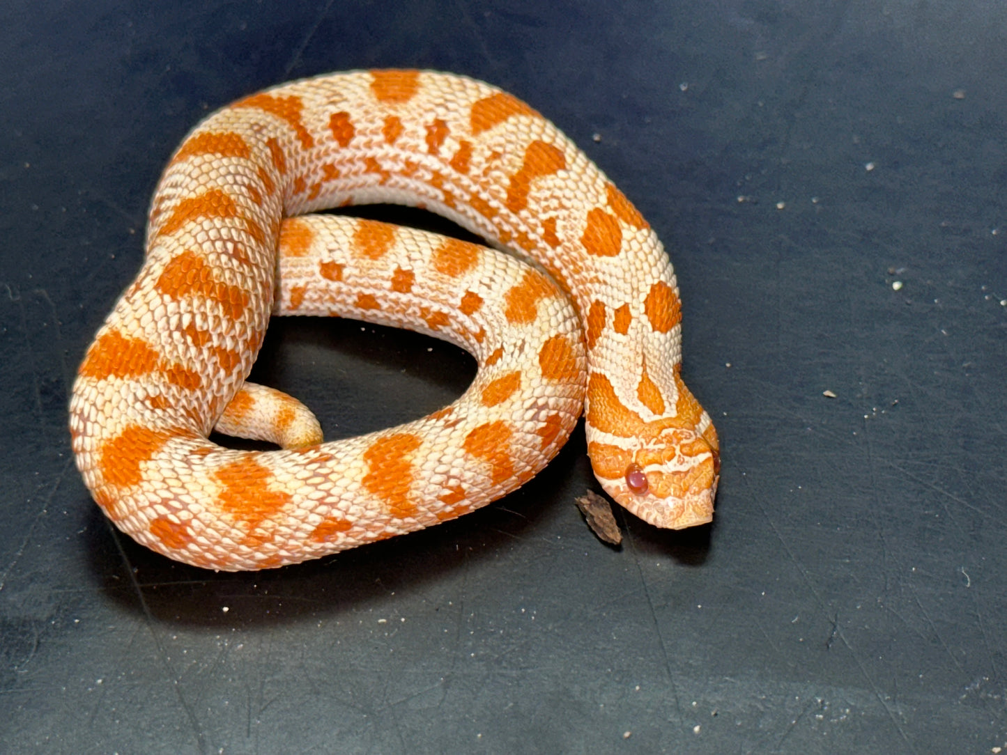 Albino Anaconda Western Hognose - The Vibrant "Mini Cobra" (Captive Bred)