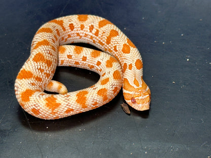 Albino Anaconda Western Hognose - The Vibrant "Mini Cobra" (Captive Bred)