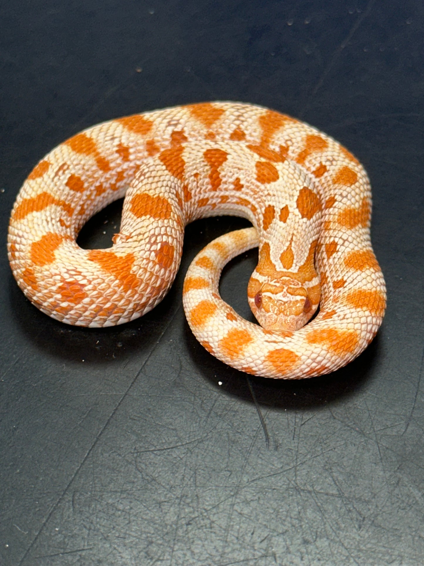 Albino Anaconda Western Hognose - The Vibrant "Mini Cobra" (Captive Bred)