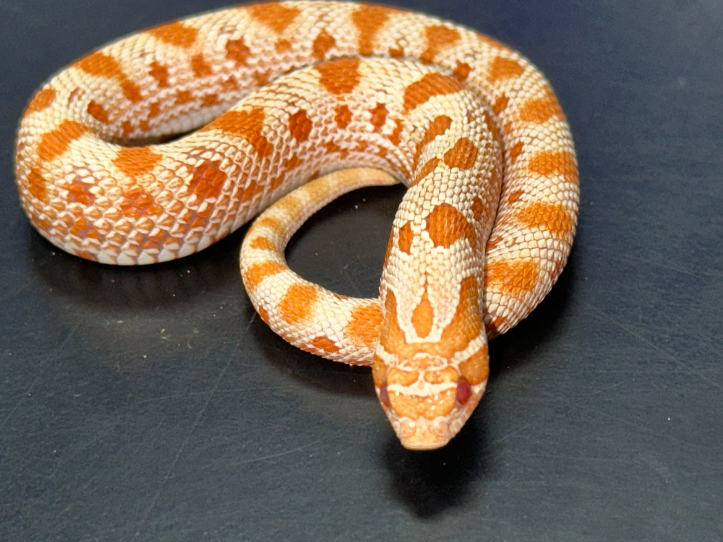 Albino Anaconda Western Hognose - The Vibrant "Mini Cobra" (Captive Bred)