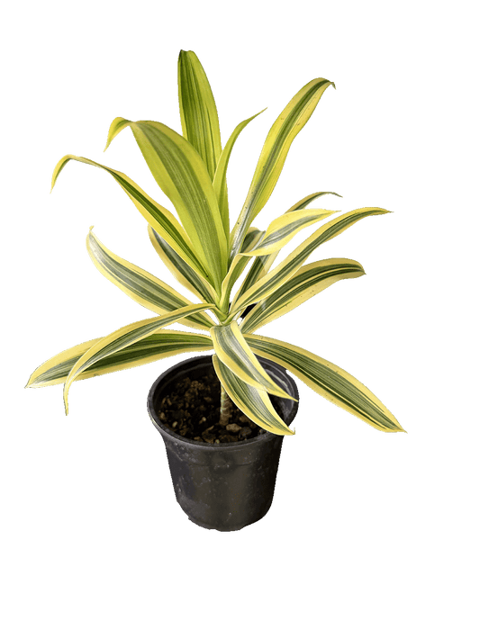 Song of India (Dracaena reflexa 'Song of India')