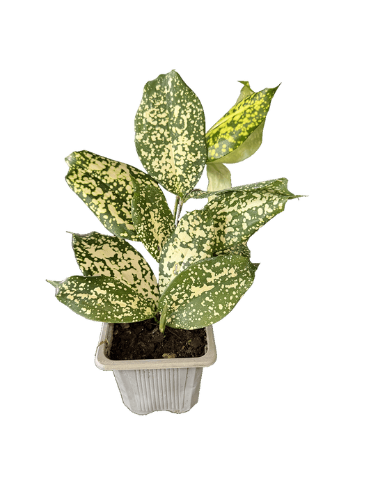 Gold Dust Dracaena (Dracaena surculosa)