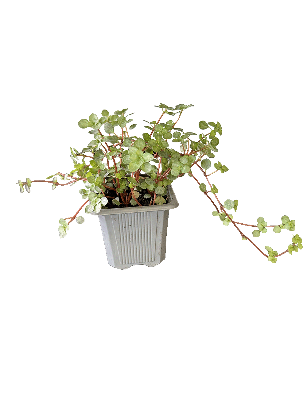 Pilea Glauca (Silver Sparkle Pilea)
