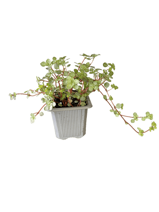 Pilea Glauca (Silver Sparkle Pilea)