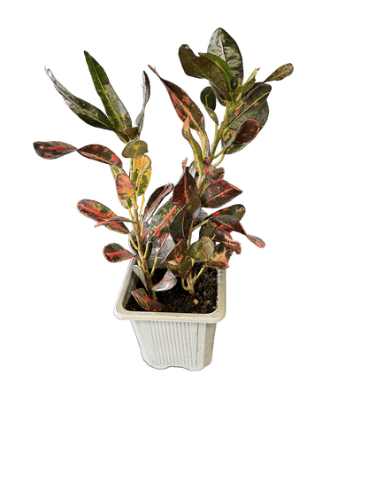 Narrow-Leaf Croton (Codiaeum variegatum)