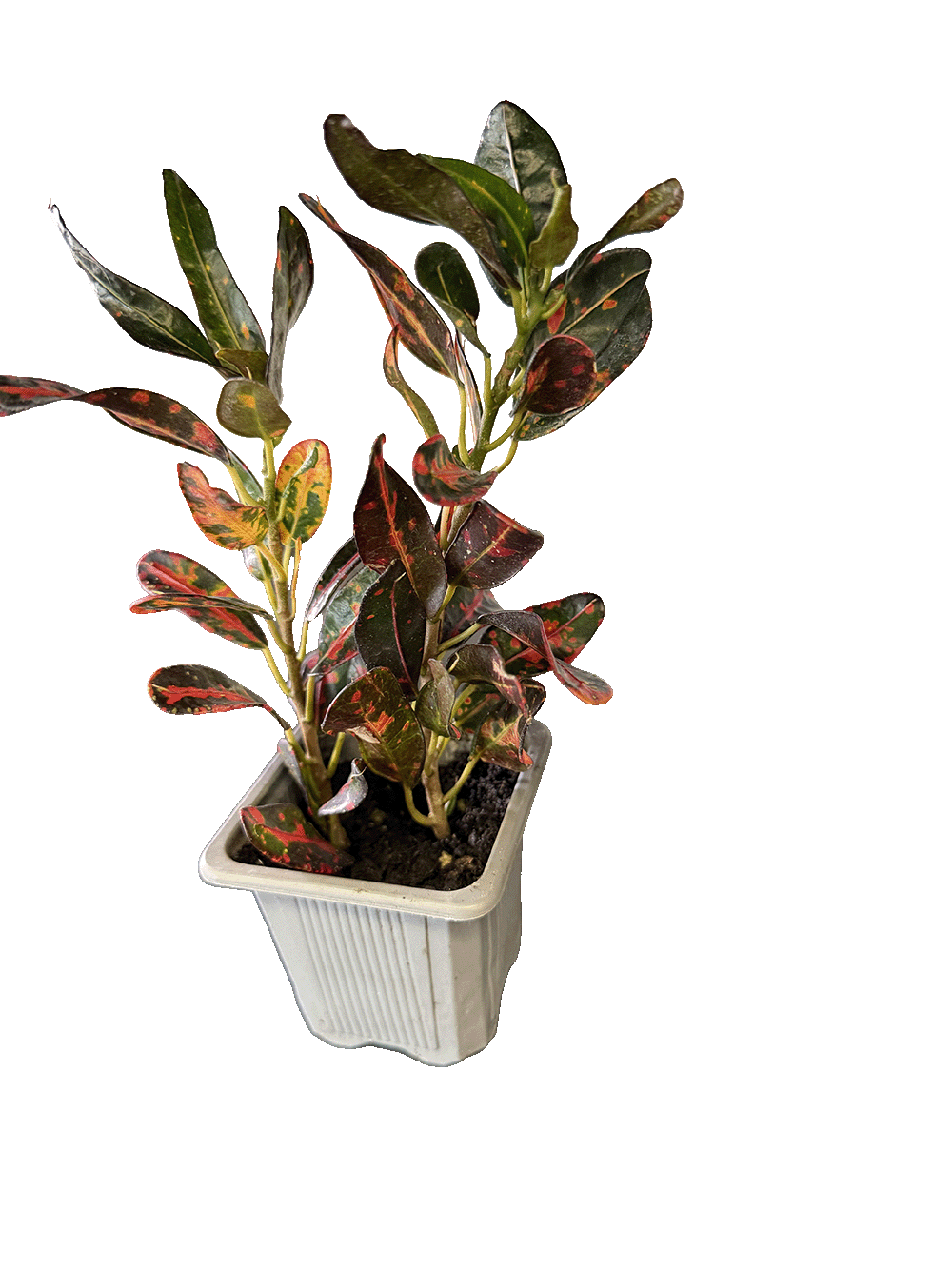 Narrow-Leaf Croton (Codiaeum variegatum)