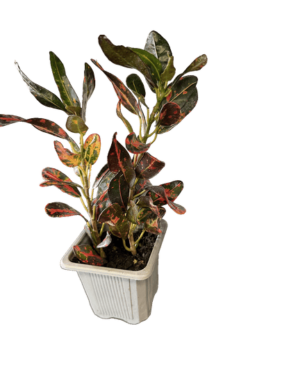 Narrow-Leaf Croton (Codiaeum variegatum)